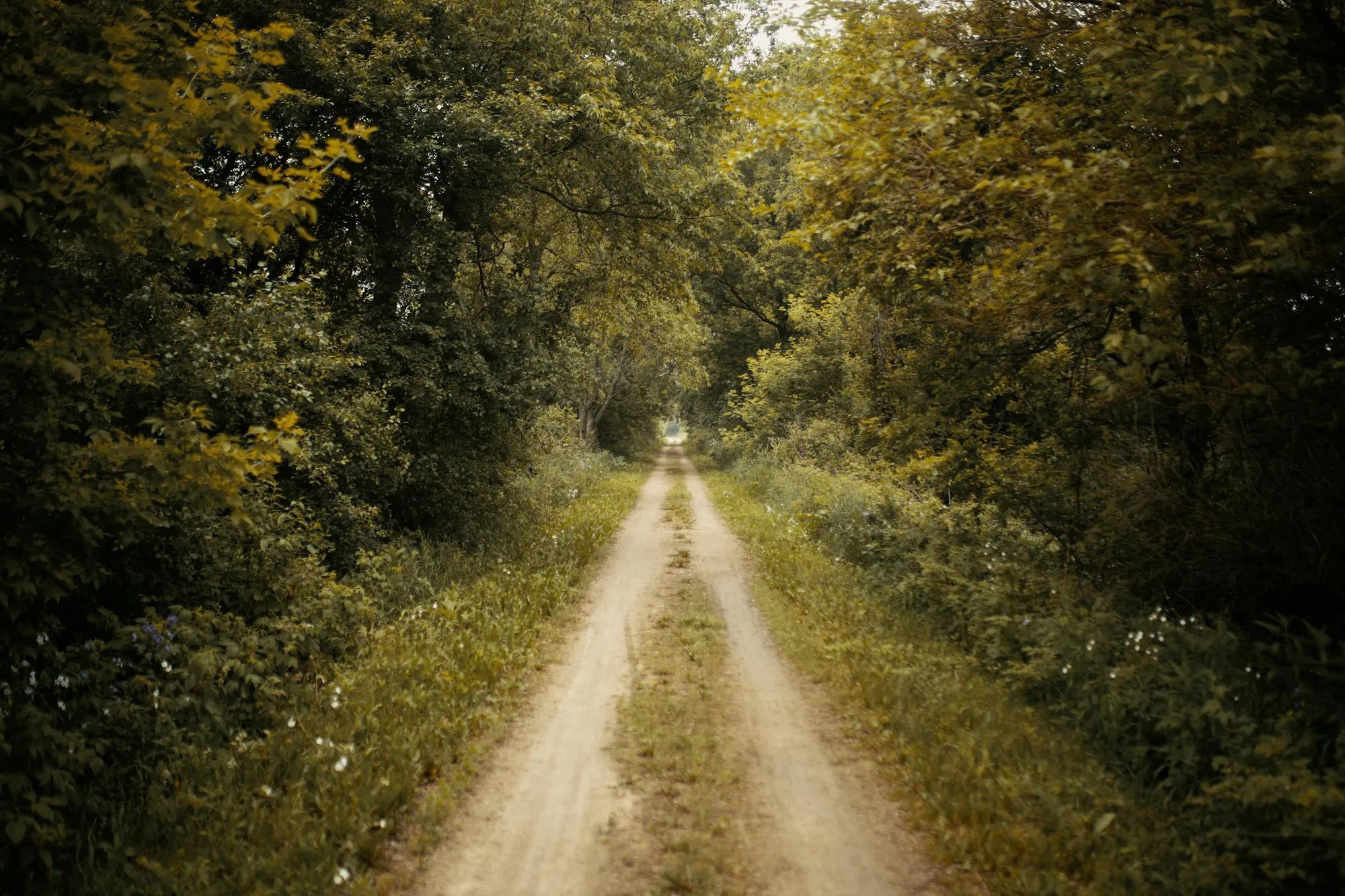 A gravel forest trail winds through dense greenery in both directions, with twin tire tracks visible on the unpaved surface. The road recedes into perspective, bordered by mature trees and summer foliage. No motorcycle or rider visible. Daylight, natural forest setting, clear conditions.